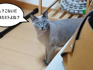 縁結びの猫様・もなかちゃん