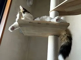 ニャルソック。