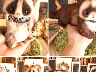 フェレットとショウガラゴ、メルカリでもお…