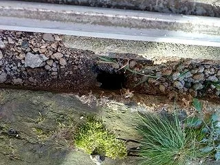 害獣駆除