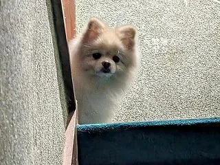【元繁殖犬】飼い主が迎えに来るのを階段の…