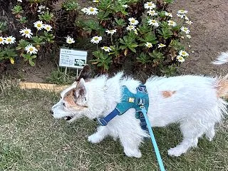 野の花の群生 素敵な散歩道