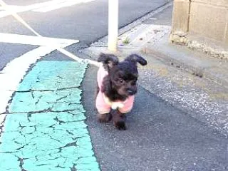 お散歩