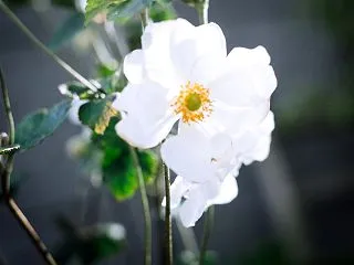 １０月の花 その１９ シュウメイギク