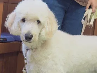 立ち姿が美しい
