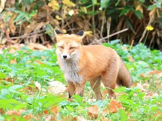 探鳥会＆ハクチョウ