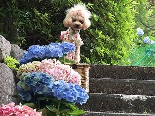 久安寺さんであじさいぽっぽ♪でち