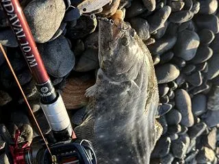 サーフでヒラメ釣れました