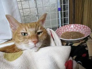 食べてよ