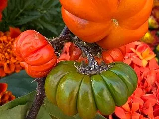 10月通院日