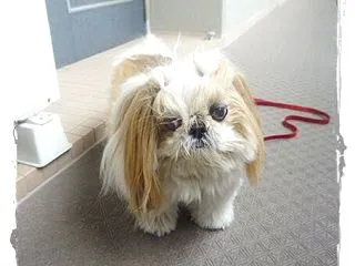 残念でちたけど～