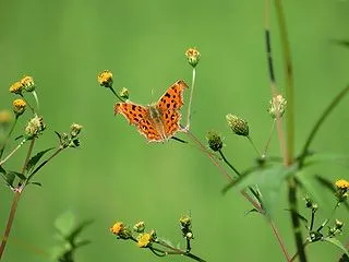コセンダングサの花とキタテハ