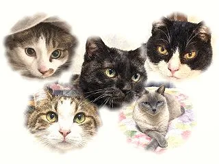 猫好きな妻が、チャッピーを使って五猫のイ…