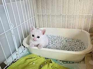 TEAMぶどう☆授乳っ子★待機児にゃん