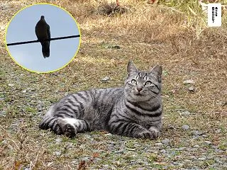 今日のトラちゃん