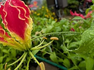 細雨 １２９４０回目のブログ更新