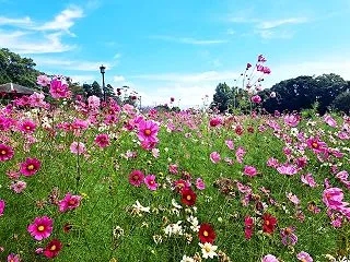 鹿児島の秋の花スポット 慈眼寺公園のコス…