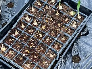 らっきょう、ニンニクのポット蒔き、発芽し…