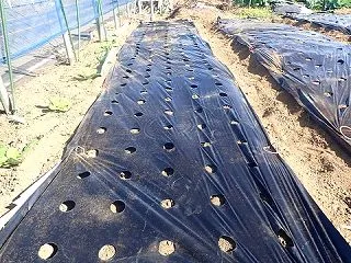 インゲン定植