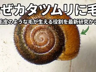 カタツムリに毛が生えるのはなぜ？殻の毛の…