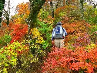 紅葉の中を歩く山、ベストは？