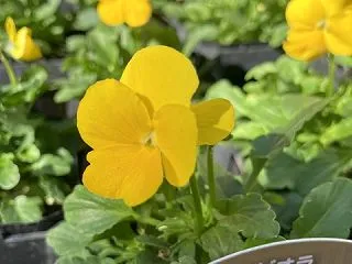 ビオラ・ももか・きいろ