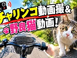 チャリンコ動画&野良猫動画！
