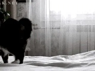 笑撃ネコ