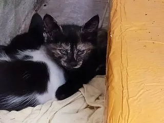 子猫が心配過ぎて仕事が手につかないタイ人…