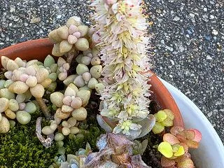 初めての生落花生