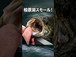強い引き