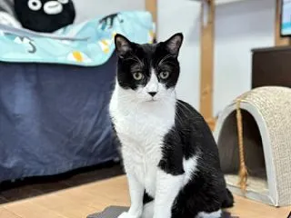 今日のふぅちゃん