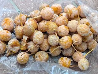 金沢市のイチョウ並木で銀杏拾い！臭い果肉…