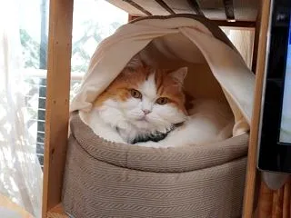 ダイソードーム型ベッド