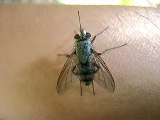 益虫クチナガハリバエの口はなぜ長い？ ヤ…