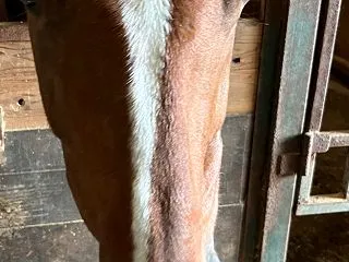 毛刈りの季節がやってきました