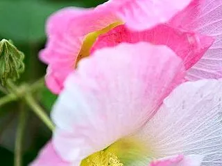 スイフヨウの花
