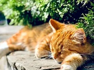 お水取りのやりかた28