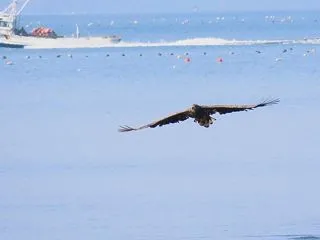 漁船とオジロワシ