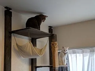 猫話。