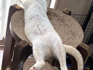 立派な猫HENTAI