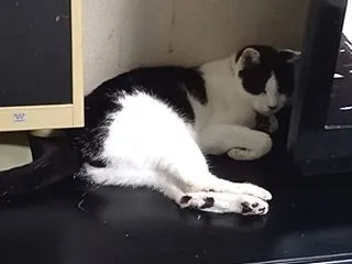 突然の嗜好変化 ～ニャーの食生活～