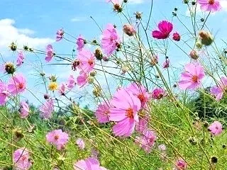 #あなたの好きな景色 秋桜 & …