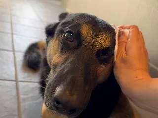 愛犬の目ヤニも鼻くそもこれ1枚！？我が家…