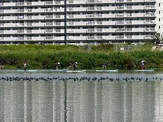 多摩川のカワウ カワウ 052