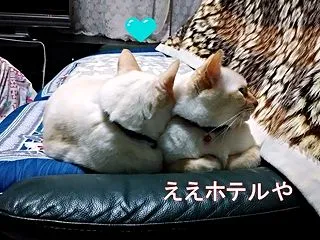 動くAI画像