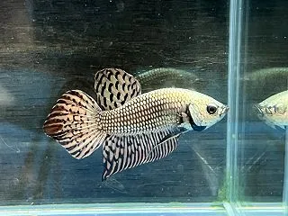 入荷情報