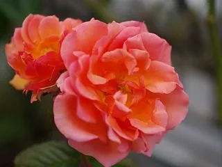 あんず天寿を全うする。