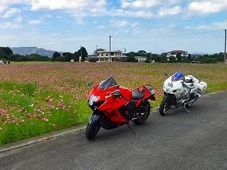 コスモス ツーリング♪⌒ヽ(*´ω`)ﾉ…