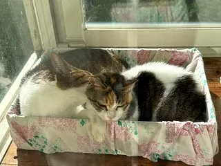秋晴れ、スプリンクラー